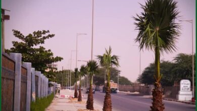 Photo de Les avenues de la Commune s’embellissent avec un grand nombre de plants de palmier