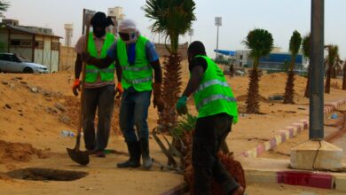 Photo de LA COMMUNE DE TEVRAGH ZEINA CONTINUE DE PLANTER DES PALMIERS DANS SES RUES PRINCIPALES